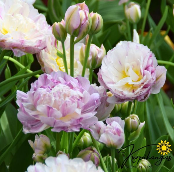 Keskiaikainen tulppaani, monikukkainen Keskiaikainen tulppaani, monikukkainen